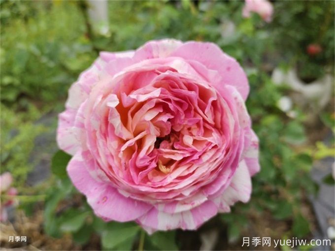 推薦10款變色月季品種，顏色多變，好看又好養(yǎng)(圖8)