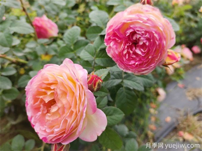 推薦10款變色月季品種，顏色多變，好看又好養(yǎng)(圖9)