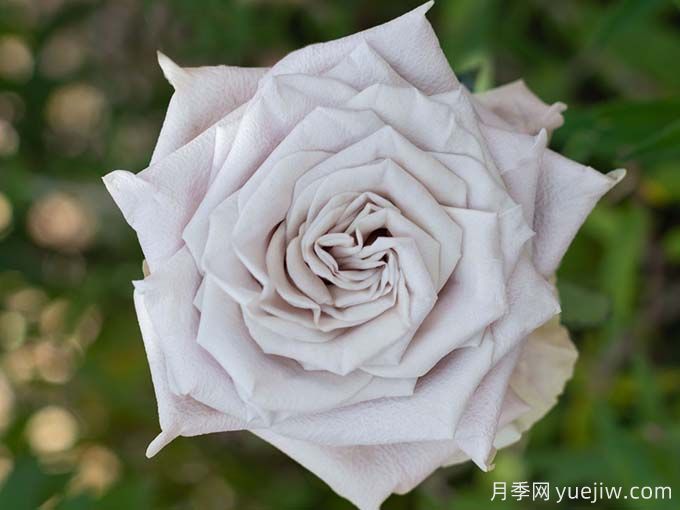 曼塔月季，神秘與優(yōu)雅并存玫瑰(圖1)