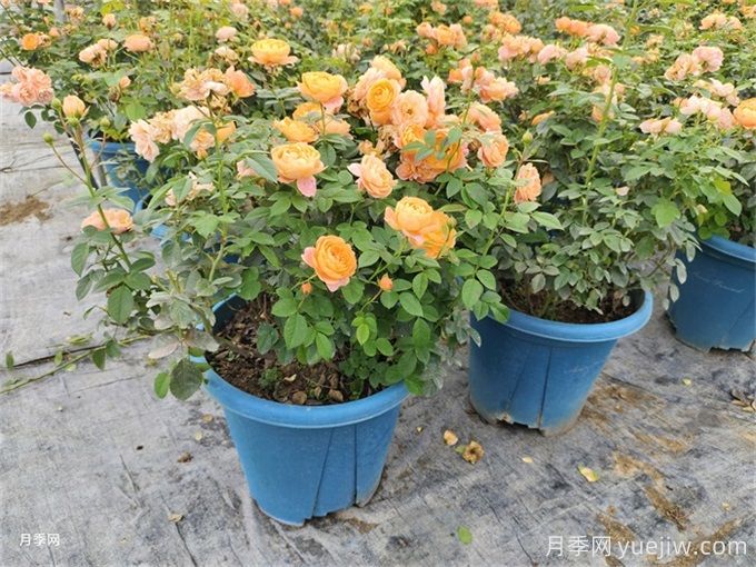 月季想要秋花開得爆？施肥攻略要做好(圖1)