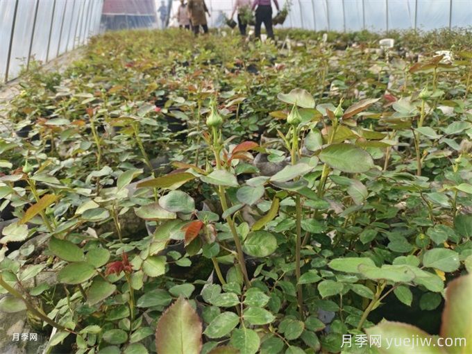 月季想要秋花開得爆？施肥攻略要做好(圖2)
