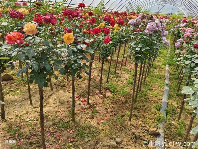 月季想要秋花開得爆？施肥攻略要做好(圖3)