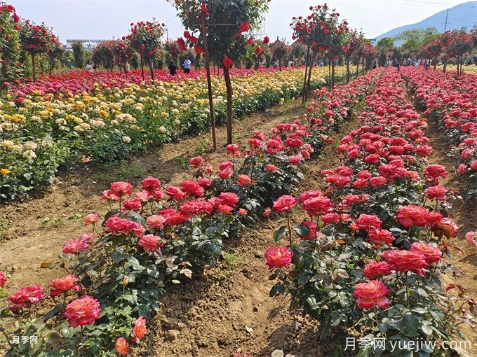 月季入秋花事全掌握，修剪施肥，秋花想不美都難(圖1)
