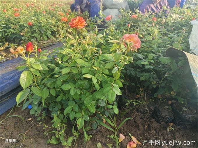月季入秋花事全掌握，修剪施肥，秋花想不美都難(圖2)