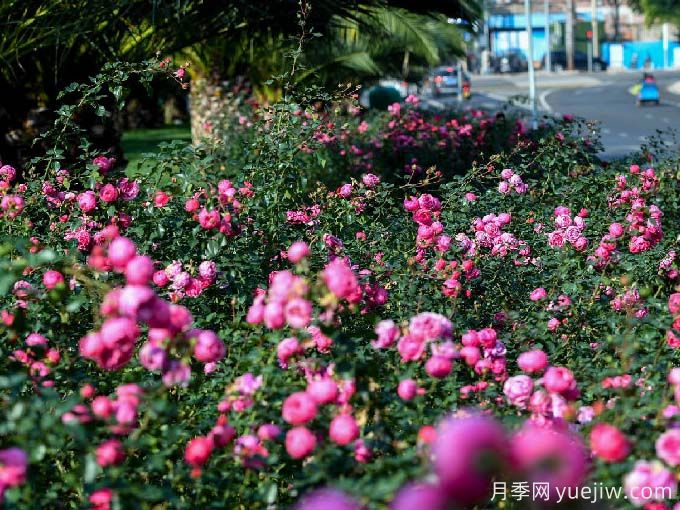 紅河月季應用和景觀圖集(圖3)