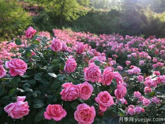 畢節(jié)月季應用和景觀圖集(圖3)