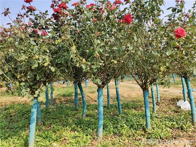 春秋兩季移植月季樹樁，哪個(gè)成活率更高？(圖1)