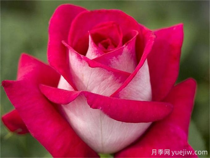 莫妮卡貝魯奇月季，顏值出眾，復(fù)花奇快(圖1)