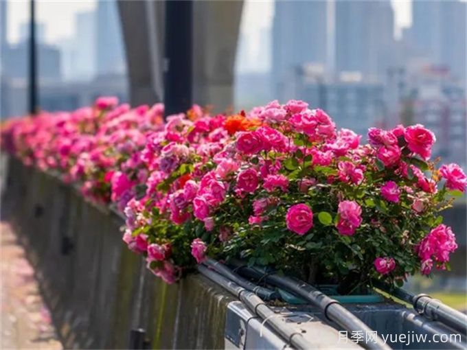 杭州高架月季花箱的尺寸？(圖1)