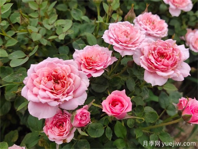 這6種月季開(kāi)花不斷，抗病性也很不錯(cuò)(圖2)