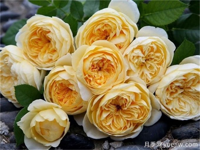 這6種月季開(kāi)花不斷，抗病性也很不錯(cuò)(圖3)