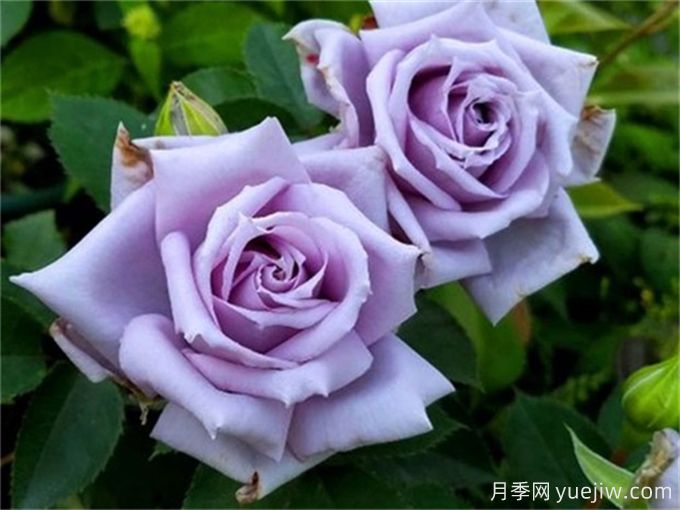 推薦20款日本藍(lán)紫色月季品種，稀缺藍(lán)(圖2)