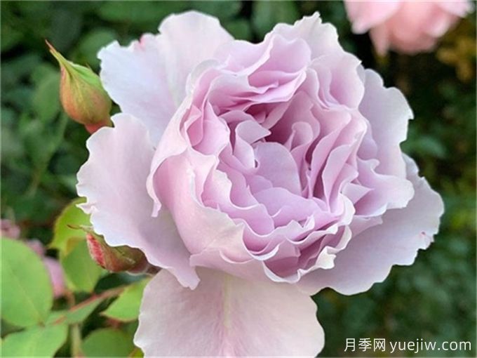 推薦20款日本藍(lán)紫色月季品種，稀缺藍(lán)(圖1)