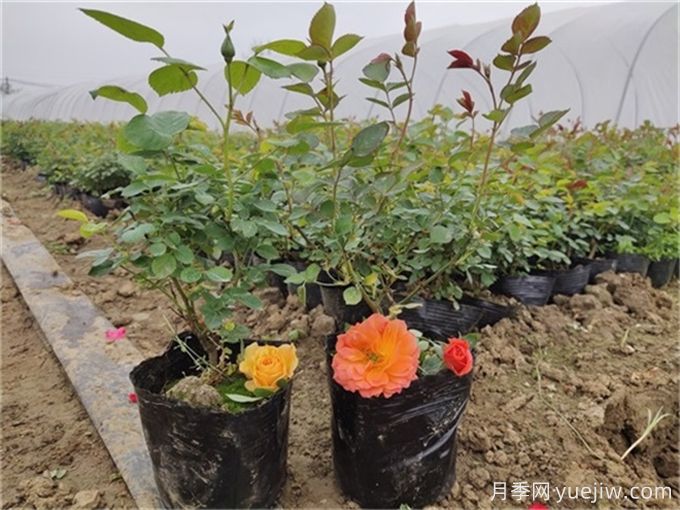 如何種植土球月季苗？掌握方法快速生長(圖1)