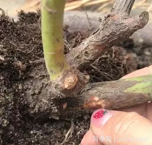 月季苗弱不要扒開(kāi)根系，僵苗月季怎么處理？(圖1)
