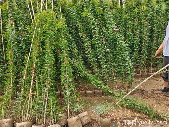 如何種植土球月季苗？掌握方法快速生長(圖2)