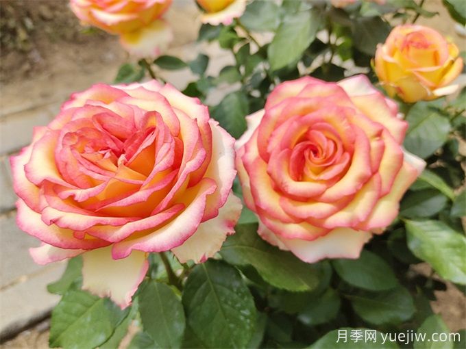 大花月季的養(yǎng)殖方法及注意事項(xiàng)有哪些？(圖3)