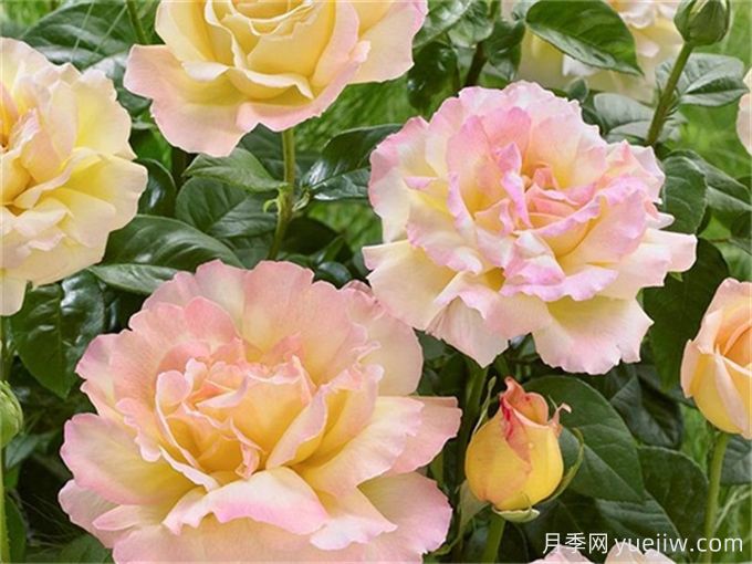 新手必入大花月季品種，經(jīng)典與潮流的9個美人(圖2)