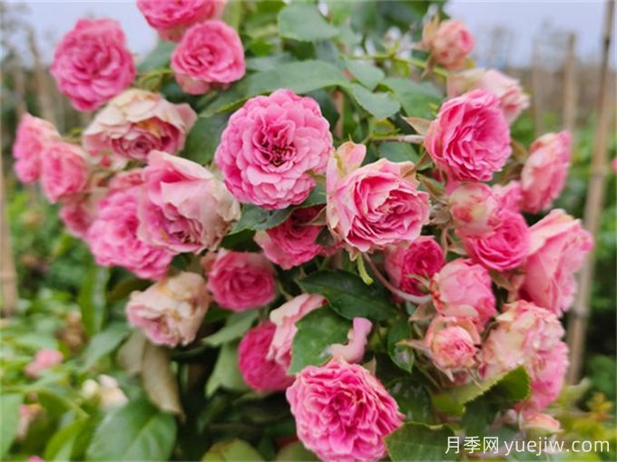 胭脂扣月季，爆花月季花里的天花板(圖2)