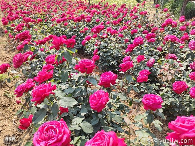 大花月季選苗和種植，如何打造大花月季花園？(圖5)