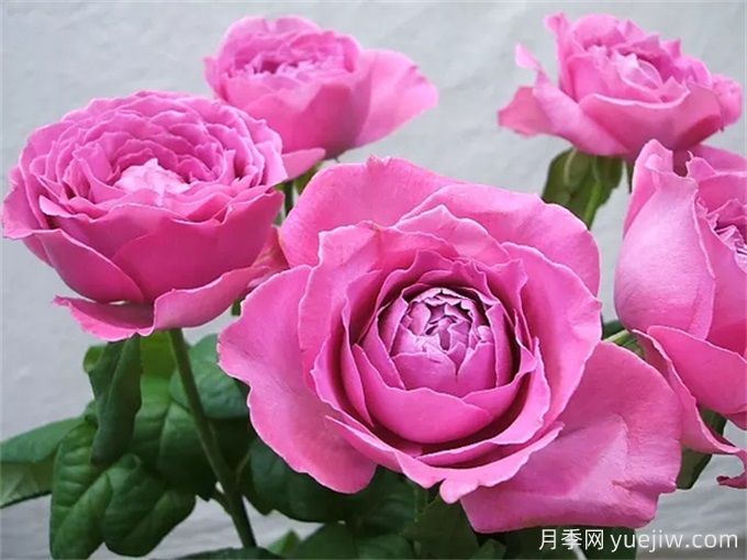 懷舊優(yōu)雅月季，濃香抗病的大花月季(圖1)