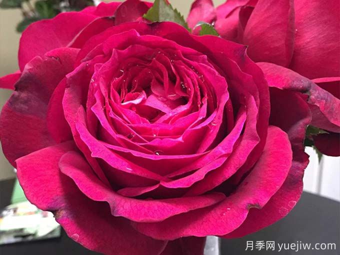 詹尼斯月季，又大又香的大紅大花(圖1)