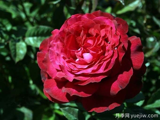 詹尼斯月季，又大又香的大紅大花(圖2)