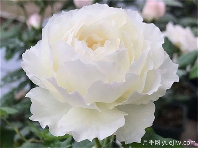 心之水滴月季，濃香大花月季的養(yǎng)護(hù)指南(圖1)