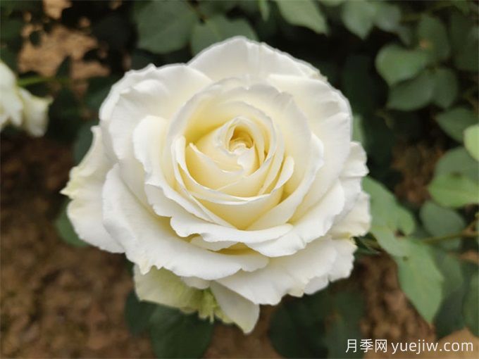 盤點(diǎn)10款白色系月季，不容錯(cuò)過(guò)的經(jīng)典(圖5)
