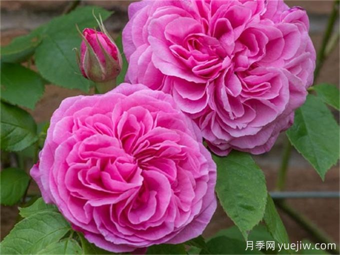 格特魯?shù)陆芑鶢栐录?，花艷香濃，花期長抗病強(圖2)