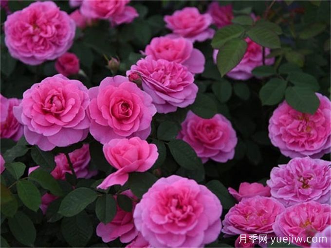 格特魯?shù)陆芑鶢栐录?，花艷香濃，花期長抗病強(圖3)