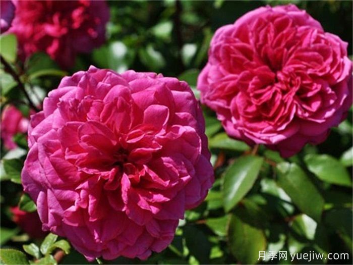 花界三絕：月季、玫瑰與薔薇的綺麗綻放(圖2)