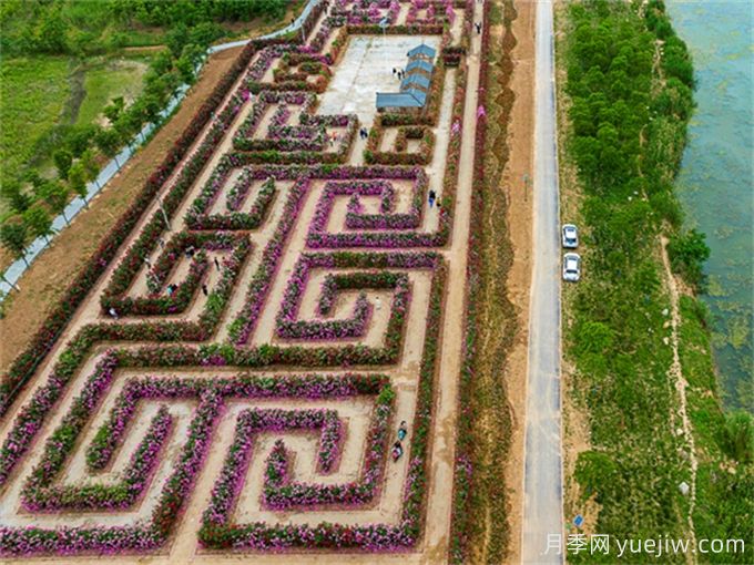 阜陽(yáng)城北月季迷宮，7447平方米花墻等你賞(圖1)