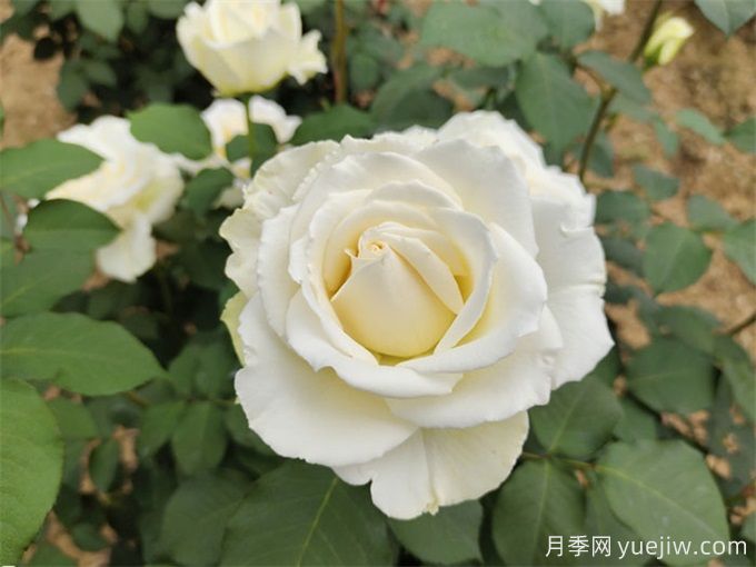 100個月季品種匯總，朋友你了解幾個？(圖3)