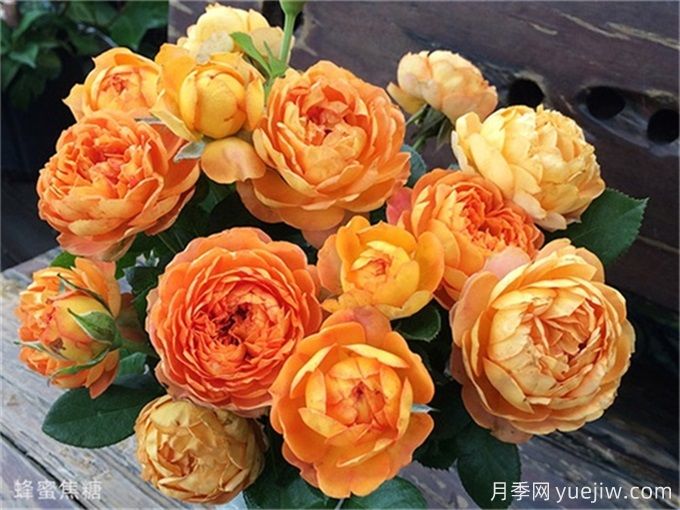 100個月季品種匯總，朋友你了解幾個？(圖13)