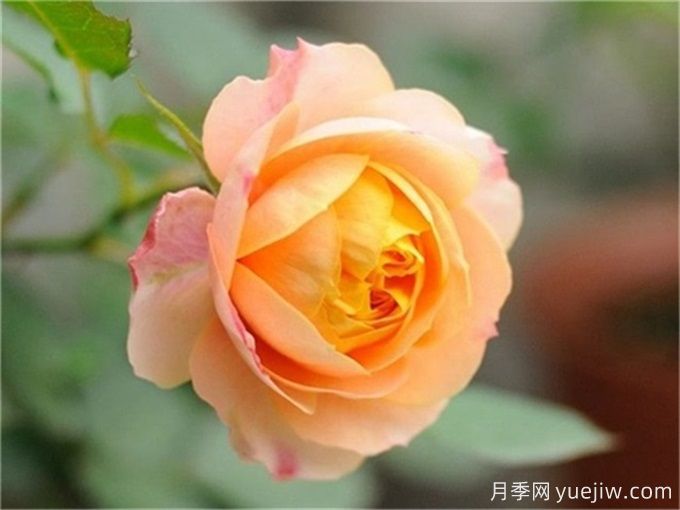 100個月季品種匯總，朋友你了解幾個？(圖5)