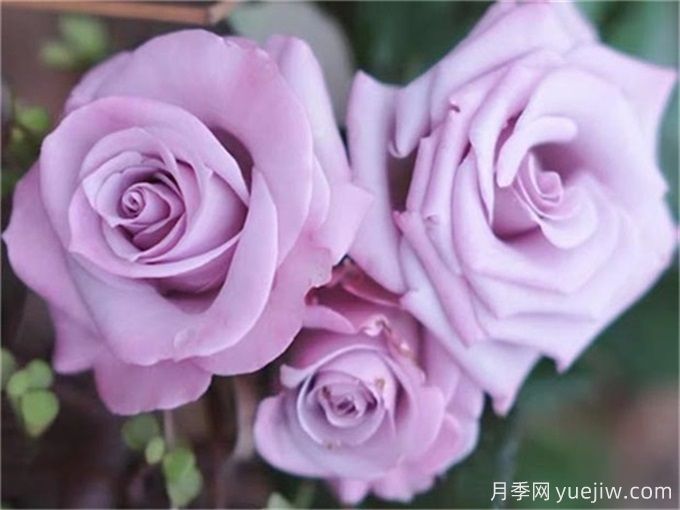 100個月季品種匯總，朋友你了解幾個？(圖7)
