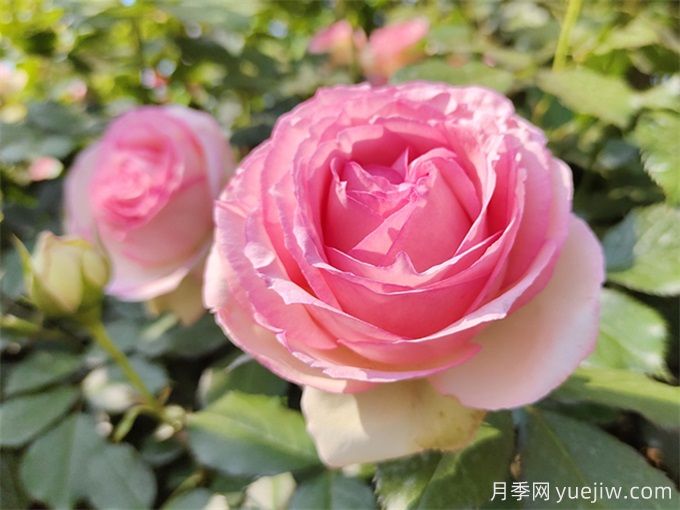 100個月季品種匯總，朋友你了解幾個？(圖12)