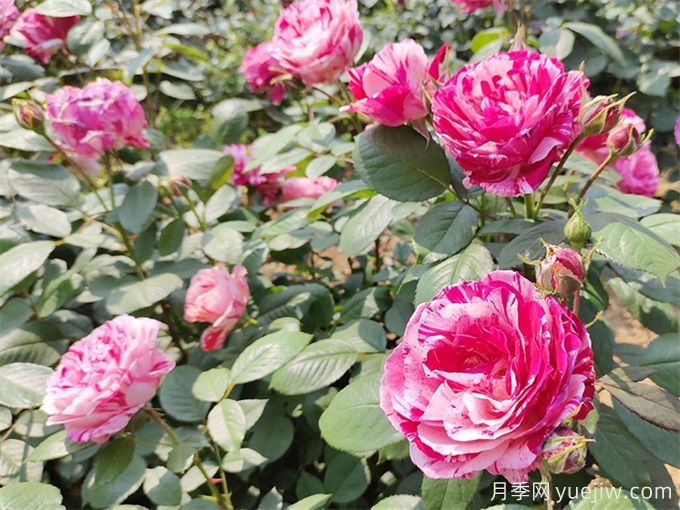 實(shí)用的養(yǎng)花技巧，適合養(yǎng)殖月季花(圖2)