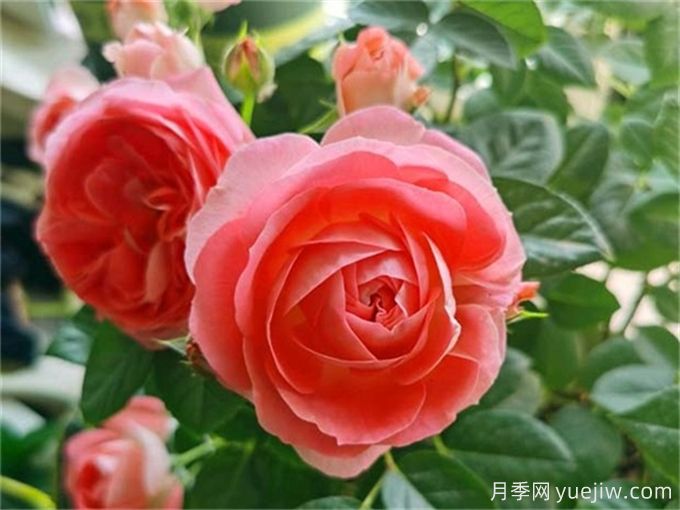 沒(méi)院子不能養(yǎng)月季花？小型月季照樣美爆陽(yáng)臺(tái)！(圖2)