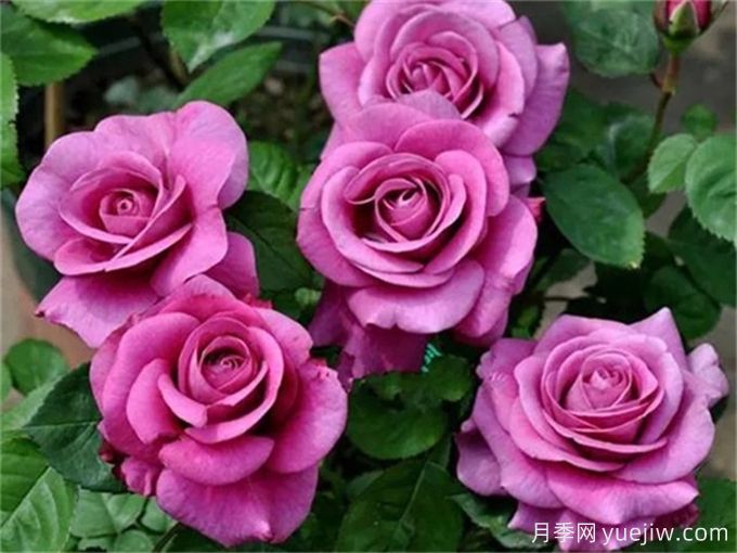 沒(méi)院子不能養(yǎng)月季花？小型月季照樣美爆陽(yáng)臺(tái)！(圖3)