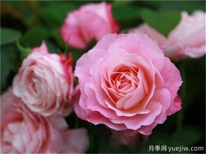 沒(méi)院子不能養(yǎng)月季花？小型月季照樣美爆陽(yáng)臺(tái)！(圖4)