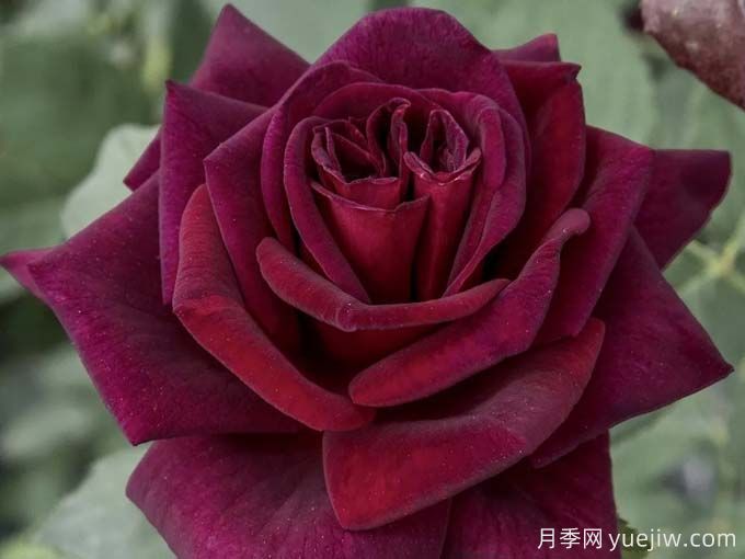 推薦10款玫昂的優(yōu)秀月季，懶人月季天花板(圖9)