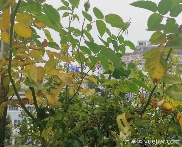 月季突然出現(xiàn)大量黃葉怎么辦？感染了煙煤病(圖1)