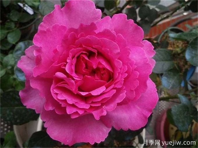 伊芙月季品種有很多，分享5種好看好養(yǎng)(圖1)