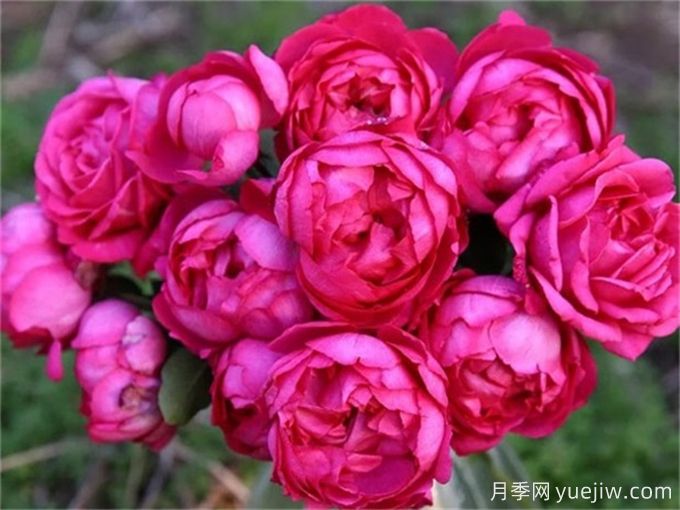 伊芙月季品種有很多，分享5種好看好養(yǎng)(圖2)