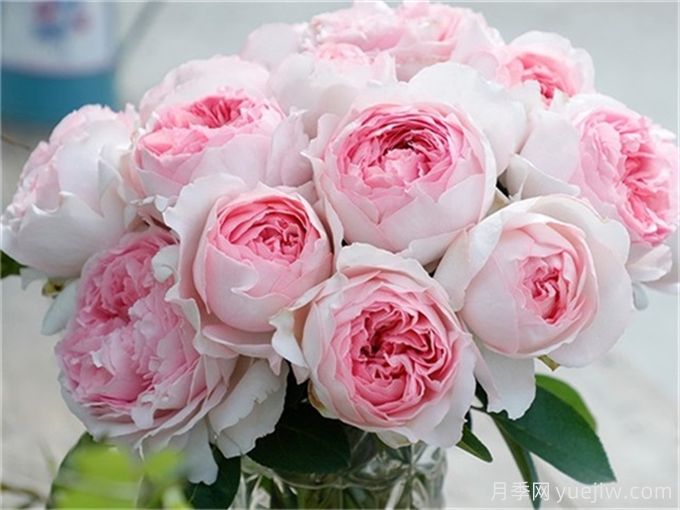伊芙月季品種有很多，分享5種好看好養(yǎng)(圖4)