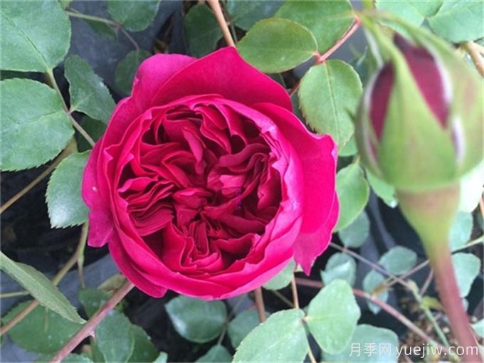 伊芙月季品種有很多，分享5種好看好養(yǎng)(圖5)