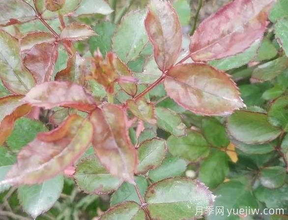 月季水害與肥害區(qū)分？常見月季黃葉原因(圖2)