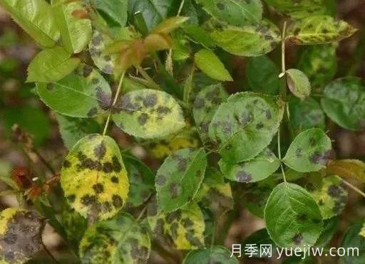 月季水害與肥害區(qū)分？常見月季黃葉原因(圖3)